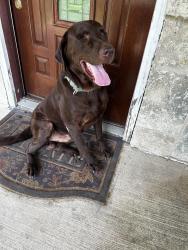 Found/Stray Male Dog last seen Saxon and vence jacson San Antonio Tx. 78213, San Antonio, TX 78213