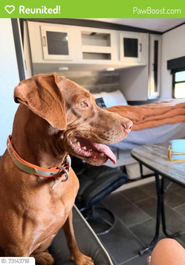 Reunited Female Dog last seen Hogle zoo, Salt Lake City, UT 84113