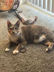 Reunited Female Cat last seen Retreat at Vista Lake Community on Colonial and Veronica Shoemaker, Fort Myers, FL 33916