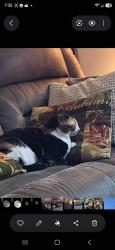 Lost Female Cat last seen Sandpiper Way and Glassford Hill Rd, Prescott Valley, AZ 86314