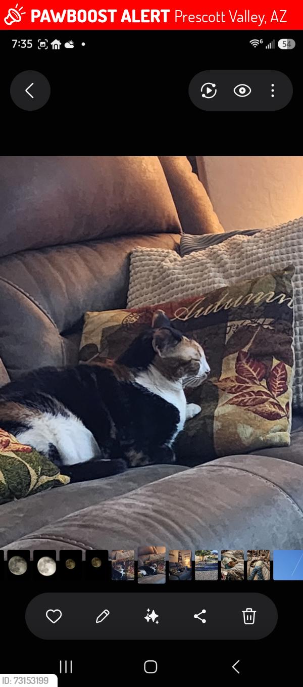 Lost Female Cat last seen Sandpiper Way and Glassford Hill Rd, Prescott Valley, AZ 86314