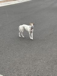 Found/Stray Female Dog last seen Near Pipestone Rd SW Albuquerque, NM 87121 United States, Albuquerque, NM 87121
