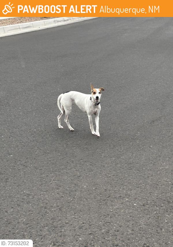 Found/Stray Female Dog last seen Near Pipestone Rd SW Albuquerque, NM 87121 United States, Albuquerque, NM 87121