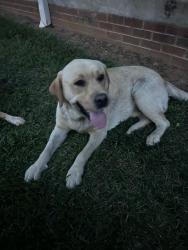 Reunited Male Dog last seen NC 61 Gibsonville,NC, Gibsonville, NC 27244