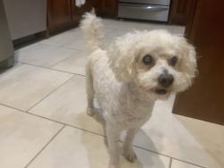 Reunited Male Dog last seen FM 1765, I45 Northbound feeder Kelly’s Country Cooking, La Marque, TX 77568