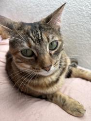 Reunited Female Cat last seen Vista Grande and Pomona Place, Fairfield, CA 94534