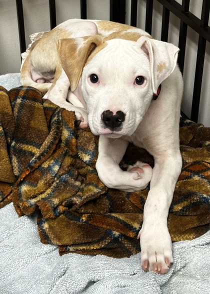 Shelter Stray Female Dog last seen Near Redbank Road, Berkeley County, SC, 2455 Remount Rd, North Charleston, SC 29406, USA