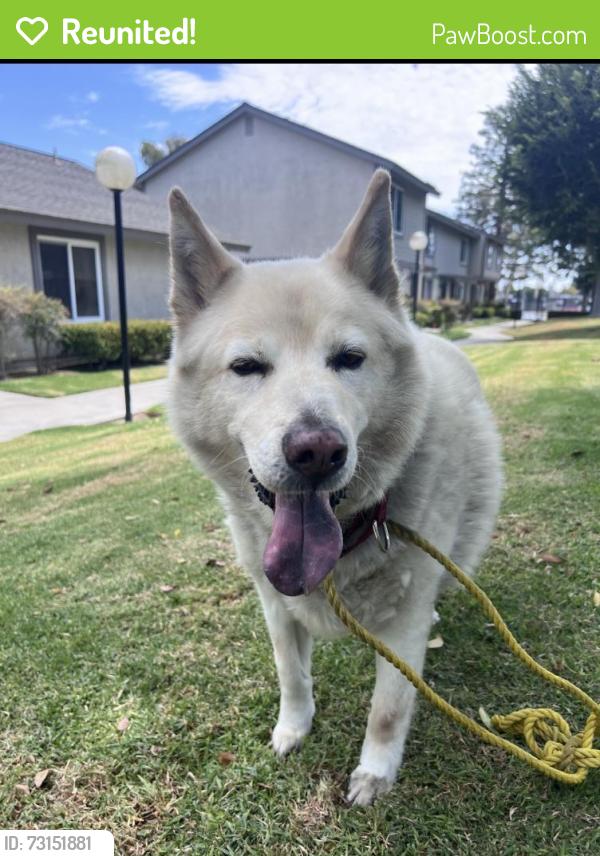 Reunited Male Dog last seen By MacArthur Fundamental, Santa Ana, CA 92707