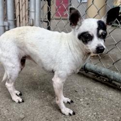 Shelter Stray Female Dog last seen , , CA, 1101 29th Ave, Oakland, CA 94601, USA
