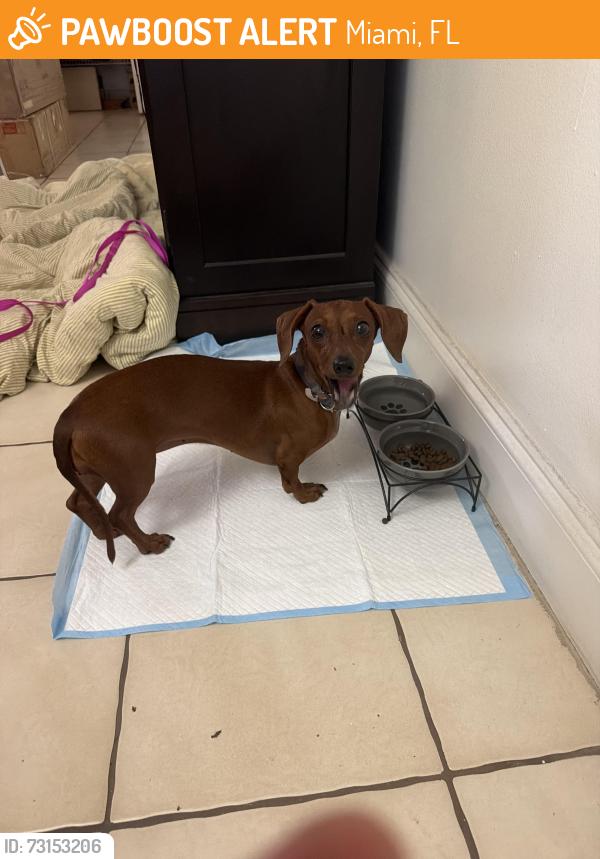 Found/Stray Female Dog last seen Near and Fountain Blue Boulevard, Miami, FL 33174