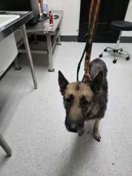 Shelter Stray Female Dog last seen , , CA, 1101 29th Ave, Oakland, CA 94601, USA
