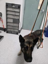 Shelter Stray Female Dog last seen , , CA, 1101 29th Ave, Oakland, CA 94601, USA