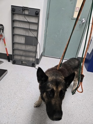 Shelter Stray Female Dog last seen , , CA, 1101 29th Ave, Oakland, CA 94601, USA