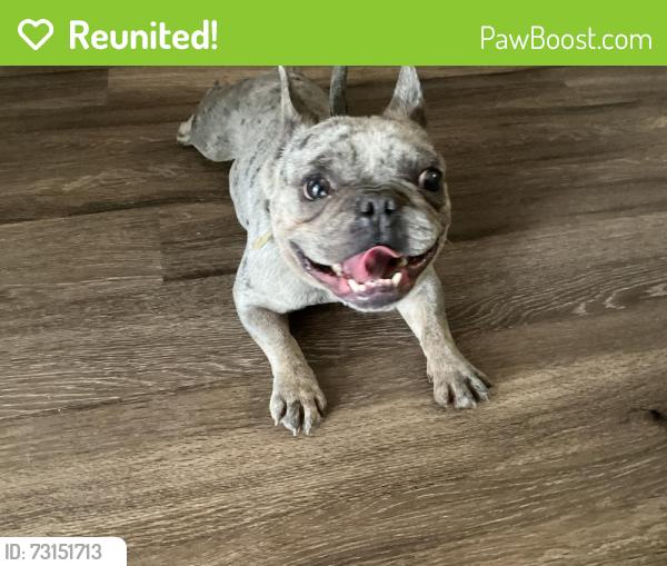 Reunited Male Dog last seen Near w. Windsor dr, Denton, TX 76207