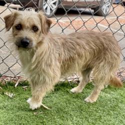 Shelter Stray Male Dog last seen , Oakland, CA, 1101 29th Ave, Oakland, CA 94601, USA