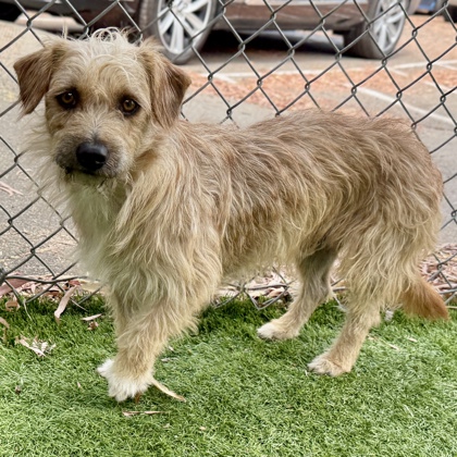 Shelter Stray Male Dog last seen , Oakland, CA, 1101 29th Ave, Oakland, CA 94601, USA