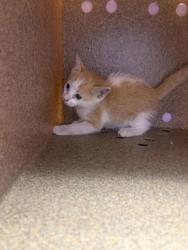 Shelter Stray Male Cat last seen Near VISCOUNT BLVD, EL PASO, TX, 79925, CITY of El Paso, TX, 5001 Fred Wilson Ave, El Paso, TX 79906, USA