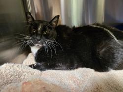 Shelter Stray Male Cat last seen Near 34th St, Oakland, CA, 1101 29th Ave, Oakland, CA 94601, USA