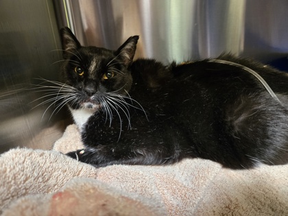 Shelter Stray Male Cat last seen Near 34th St, Oakland, CA, 1101 29th Ave, Oakland, CA 94601, USA