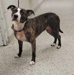 Shelter Stray Female Dog last seen Near Montgall Ave, 64130, MO, 7077 Elmwood Ave, Kansas City, MO 64132, USA