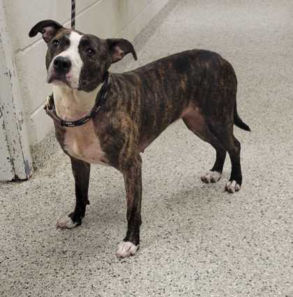 Shelter Stray Female Dog last seen Near Montgall Ave, 64130, MO, 7077 Elmwood Ave, Kansas City, MO 64132, USA