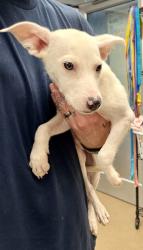 Shelter Stray Female Dog last seen Near Winn Way, Decatur, GA 30030, 30030, GA, 3280 Chamblee Dunwoody Rd, Chamblee, GA 30341, USA