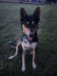 Reunited Male Dog last seen NC 61 Gibsonville nc, Gibsonville, NC 27244