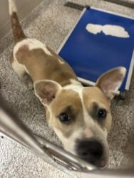 Shelter Stray Female Dog last seen Near Perkins st, County/Unicorporated, NC, 1491 Business Park Ct, Gastonia, NC 28052, USA