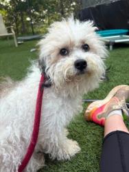 Shelter Stray Female Dog last seen Cherry Hill Park, 21225, MD, 301 Stockholm St, Baltimore, MD 21230, USA