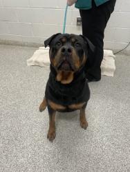 Shelter Stray Male Dog last seen Near Grinnalds Ave, Baltimore, MD 21230, 21230, MD, 301 Stockholm St, Baltimore, MD 21230, USA