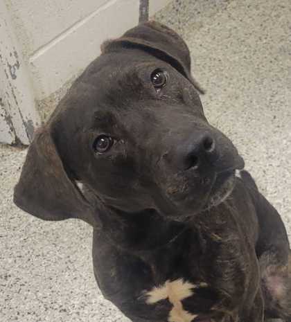Shelter Stray Male Dog last seen Beacon Ave and Armitage Dr, 64134, MO, 7077 Elmwood Ave, Kansas City, MO 64132, USA