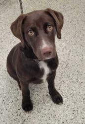 Shelter Stray Female Dog last seen E Gregory and Wabash Ave, 64132, MO, 7077 Elmwood Ave, Kansas City, MO 64132, USA