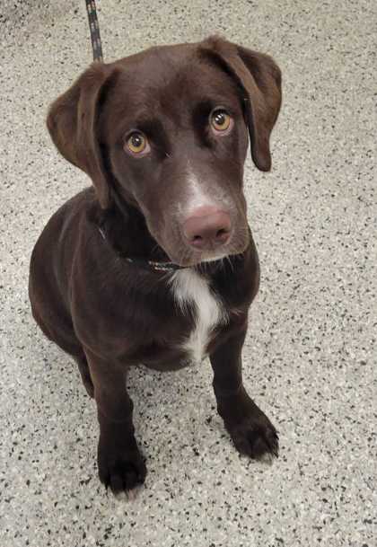 Shelter Stray Female Dog last seen E Gregory and Wabash Ave, 64132, MO, 7077 Elmwood Ave, Kansas City, MO 64132, USA
