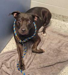 Shelter Stray Female Dog last seen Near E 45th St, 64130, MO, 7077 Elmwood Ave, Kansas City, MO 64132, USA
