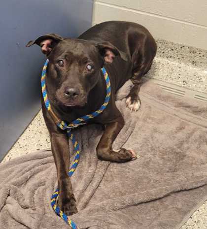 Shelter Stray Female Dog last seen Near E 45th St, 64130, MO, 7077 Elmwood Ave, Kansas City, MO 64132, USA