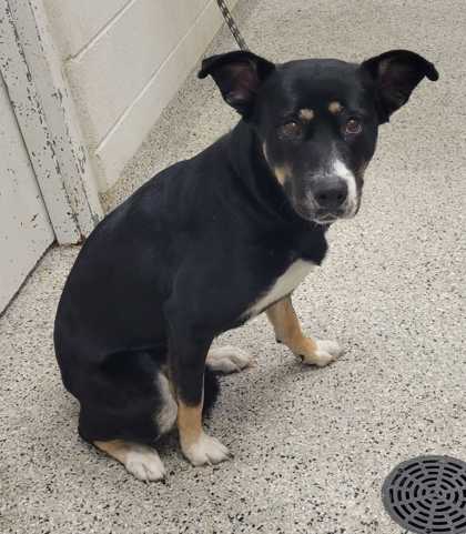 Shelter Stray Female Dog last seen Near NW 70th Pl, 64151, MO, 7077 Elmwood Ave, Kansas City, MO 64132, USA