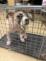 Shelter Stray Male Dog last seen Near pecan crossing dr, Desoto, TX, 1150 E Pleasant Run Rd, Cedar Hill, TX 75104, USA