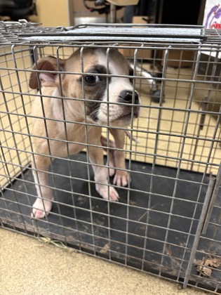 Shelter Stray Male Dog last seen Near pecan crossing dr, Desoto, TX, 1150 E Pleasant Run Rd, Cedar Hill, TX 75104, USA