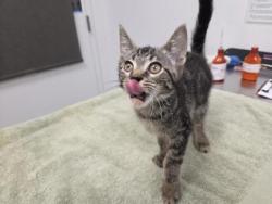 Shelter Stray Female Cat last seen E 69th St and Paseo, 64132, MO, 7077 Elmwood Ave, Kansas City, MO 64132, USA