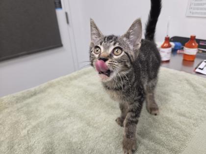 Shelter Stray Female Cat last seen E 69th St and Paseo, 64132, MO, 7077 Elmwood Ave, Kansas City, MO 64132, USA