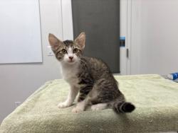 Shelter Stray Male Cat last seen Cleveland Ave and E Gregory Blvd, 64132, MO, 7077 Elmwood Ave, Kansas City, MO 64132, USA