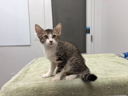 Shelter Stray Male Cat last seen Cleveland Ave and E Gregory Blvd, 64132, MO, 7077 Elmwood Ave, Kansas City, MO 64132, USA