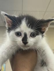 Shelter Stray Male Cat last seen W 176th St and Ditch Rd, Westfield City, IN, 10501 Hague Rd, Fishers, IN 46038, USA