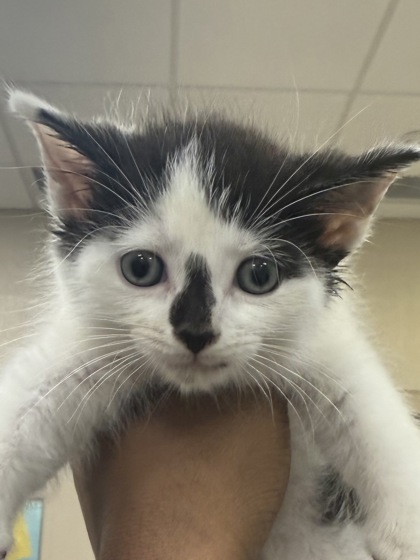Shelter Stray Male Cat last seen W 176th St and Ditch Rd, Westfield City, IN, 10501 Hague Rd, Fishers, IN 46038, USA
