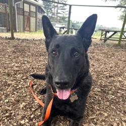 Shelter Stray Male Dog last seen Near Palm Creat Place MV, Skagit County, WA, 18911 Kelleher Rd, Burlington, WA 98233, USA