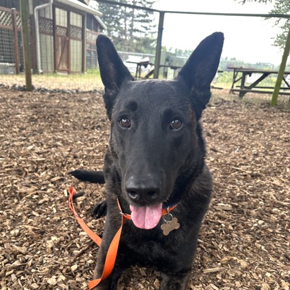 Shelter Stray Male Dog last seen Near Palm Creat Place MV, Skagit County, WA, 18911 Kelleher Rd, Burlington, WA 98233, USA