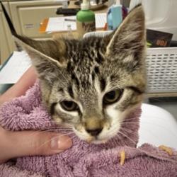 Shelter Stray Female Cat last seen Old Hwy 99 + Kelleher Rd, Skagit County, WA, 18911 Kelleher Rd, Burlington, WA 98233, USA