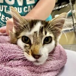 Shelter Stray Male Cat last seen Old Hwy 99 + Kelleher Rd, Skagit County, WA, 18911 Kelleher Rd, Burlington, WA 98233, USA