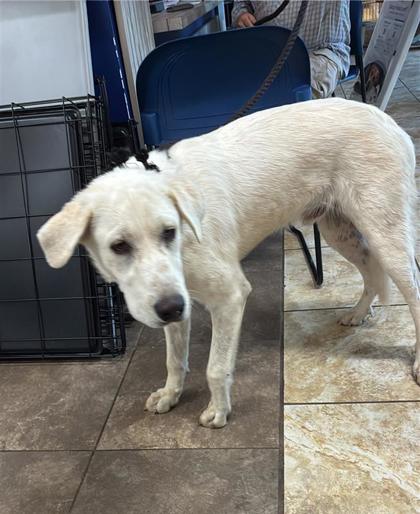 Shelter Stray Male Dog last seen Near Blk Williams Drive, Georgetown, City of Georgetown, TX, 1855 SE Inner Loop, Georgetown, TX 78626, USA