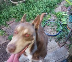 Found/Stray Unknown Dog last seen Mackey & Antioch, Overland Park, KS 66212